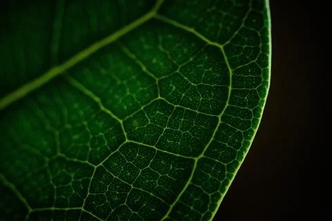 Close-Up of Leaf Veins Stock Photos