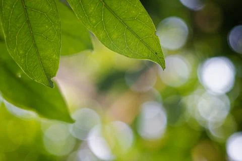 Close-up Leaf Veins Translucent in Sunlight with Bokeh Photos