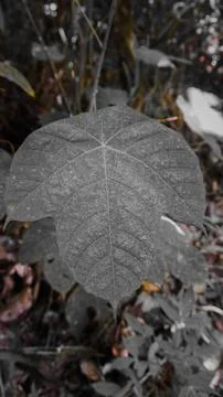 Close-Up of Leaf with Visible Veins 스톡 사진