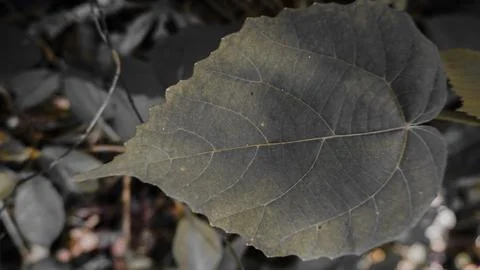 Close-Up of Leaf with Visible Veins 스톡 사진