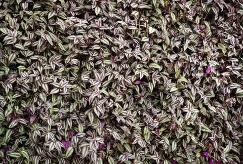 Close up leaf wall detail texture Stock Photos
