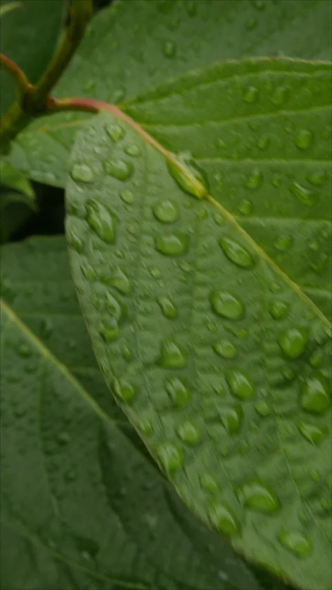 Close-Up Of Leaf With Water Droplets And Texture. Vertical. Stock Footage 285236653