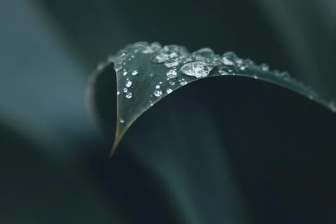 Close-up of leaf with water droplets in moody tones Stock Photos