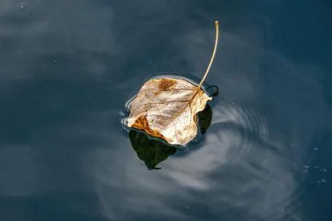 Close up of leaf on water. Stock Photos