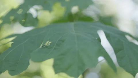 Close up of leaf waving in the breeze - Pacific Northwest forest Stock Footage 234806491