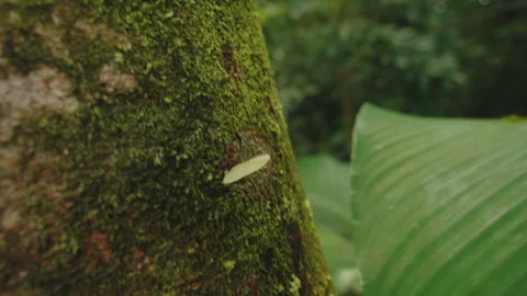 Close-up of a leafcutter ant carrying a leaf fragment up a mossy tree trunk in 库存影片 336058773