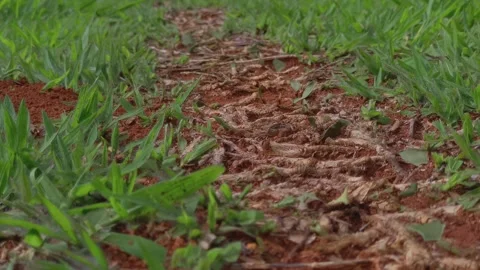 Close up of leafcutter ant trail crossing soil among grass, teamwork and Stock Footage 329095873