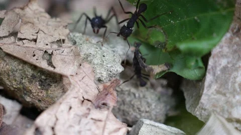 Close up of leafcutter ants Stock Footage 96399502