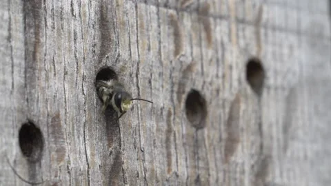 Close up of leafcutter bee leaving hole of insect hotel made from wood 動画素材 172152769