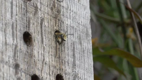 Close up of leafcutter bee leaving insect hotel made from wood in garden Stock Footage 172152446