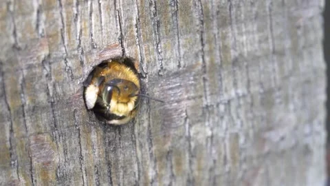 Close up of leafcutter bee leaving insect hotel made from wood 動画素材 172152784