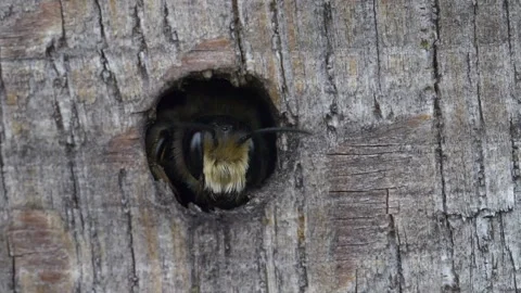 Close up of leafcutter bee resting in hole of insect hotel made from wood Stock Footage 172152310