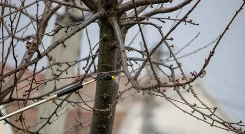 Close-up of leafless tree branches in winter Stock Photos