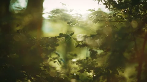 Close Leafs dangling from a tree with the sun in the back Video stock 50574848