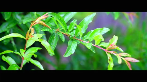 Close Up Leafs Vídeos de archivo 130486281