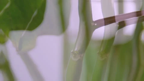 Close-up Leafs, horizontal pan - Flat Stock Footage 236572528