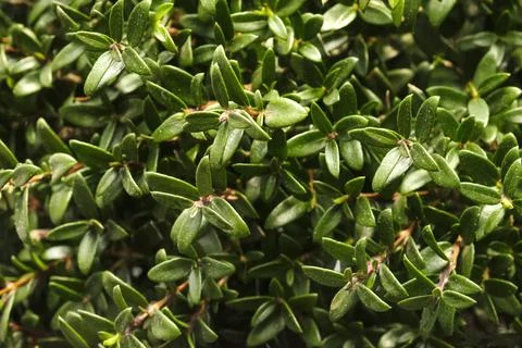 Close-up leafs Myrtle tree or myrtus Stock Photos