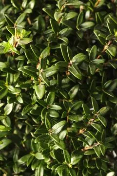 Close-up leafs Myrtle tree or myrtus Stock Photos