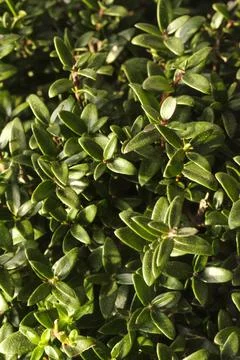 Close-up leafs Myrtle tree or myrtus Stock Photos