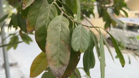 Close up of the leafs on the road with dust Video stock 233260419