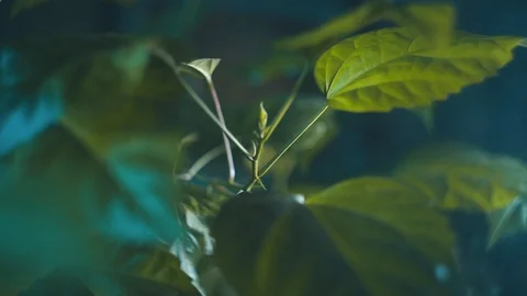 Close up leafs of rose indoor. Backgrounde texture.  Видео 120581249