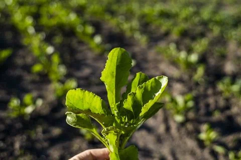Close up leafs of young beetroot plants with a beet field on background Stock Photos