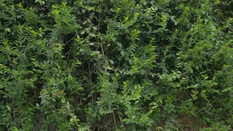 Close-up of leafy branches in a bush, in Vietnam Stock Footage 232489729