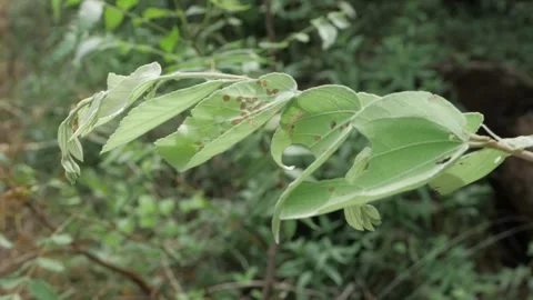 Close-up of Leafy Green Plants with Tiny Spots Stock Footage 318465316