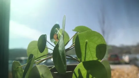 A close up of a leafy plant with a blue sky in the background Stock Footage 236852405