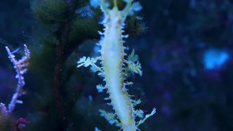 Close up of leafy sea dragon Stock Footage 108994427