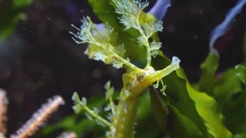 Close up of leafy sea dragon  Stock Footage 309243339