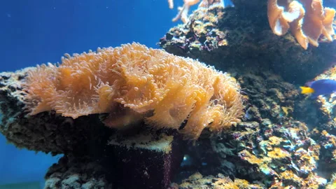 Close-up of a leather coral displaying soft textures and intricate details Stock Footage 336740621