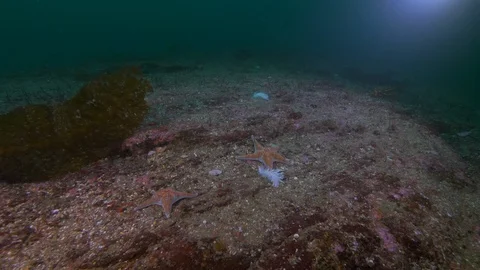 Close-Up of A Leather Starfish and Sea S... | Stock Video | Pond5