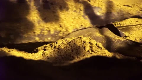 Close-up of Leatherback sea turtle with flippers covering nest after laying eggs Stock Footage 286868943
