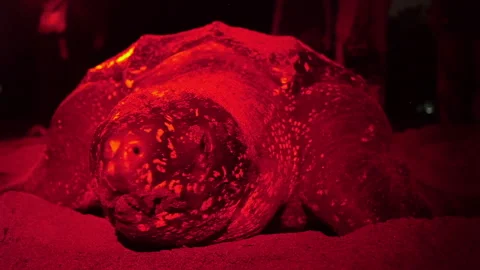 Close-up of a leatherback sea turtle as it lays its eggs on the beach in Tobago. Stock Footage 269772271