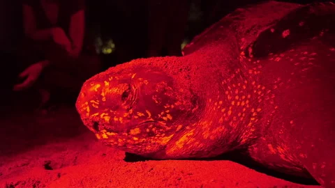 Close-up of Leatherback sea turtle laying eggs on the beach in Tobago. Stock Footage 269772231