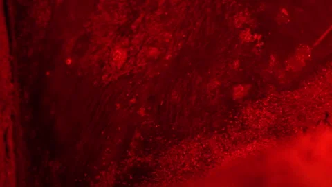 Close-up Leatherback sea turtle laying eggs on the beach in Tobago. Stock Footage 286867582