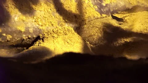 Close-up of The leatherback sea turtle Trinidad and Tobago. An endangered animal Stock-Footage 296481009