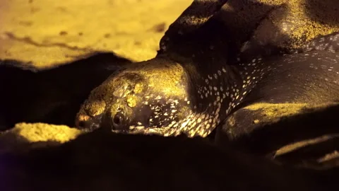 Close-up of The leatherback sea turtle who covers the nest with eggs. Stock Footage 302651286