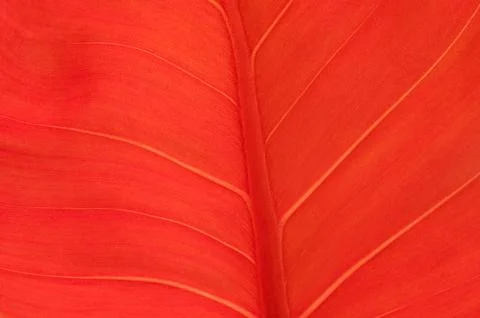 Close up leave Stock Photos