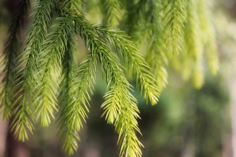 Close up of leave of pine tree in vivid tone Stock Photos