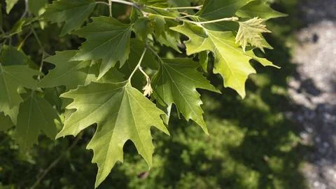 Close up of the leaves of an Acer tree Stock Photos