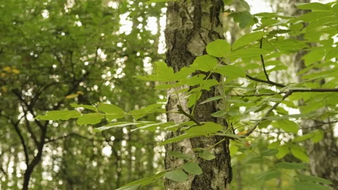 Close-up of leaves against the background of a birch tree in the park Stock Footage