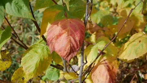 Close Up Leaves and Bug 스톡 동영상 141287944