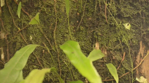 Close Up Of Leaves and Moss On Tree In Costa Rica HD Video Stock Footage 25928528