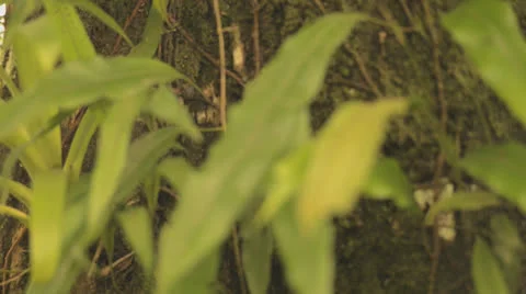 Close Up Of Leaves and Moss On Tree In Costa Rica HD Video Stock Footage 26289683