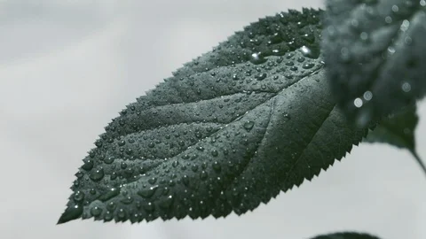 Close up on leaves of apple tree after rain with water droplets Stock Footage 116493579