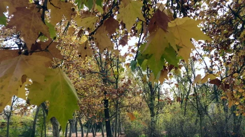 Close-up of leaves in autumn falling Stock Footage 143412311