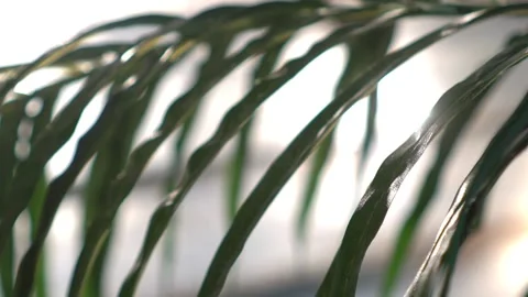 Close-up on the leaves of a bamboo palm tree indoor Stock Footage 165621445