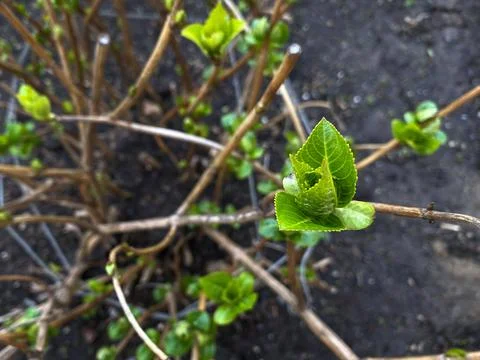 Close-up of leaves blooming in spring. Stock Photos